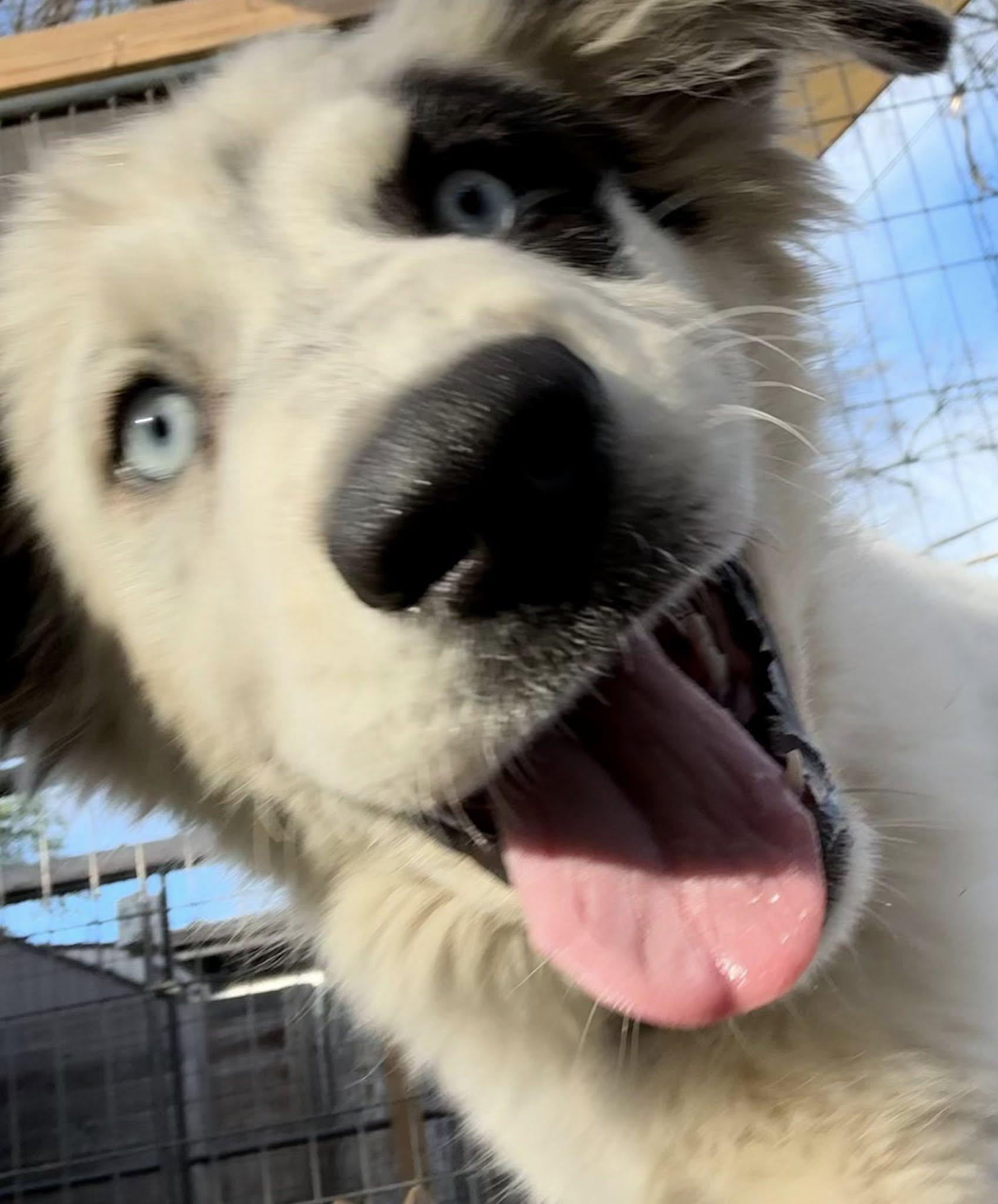 Enlarge Wendy, a Adoptable mixed breed in Pflugerville, TX image 3/4