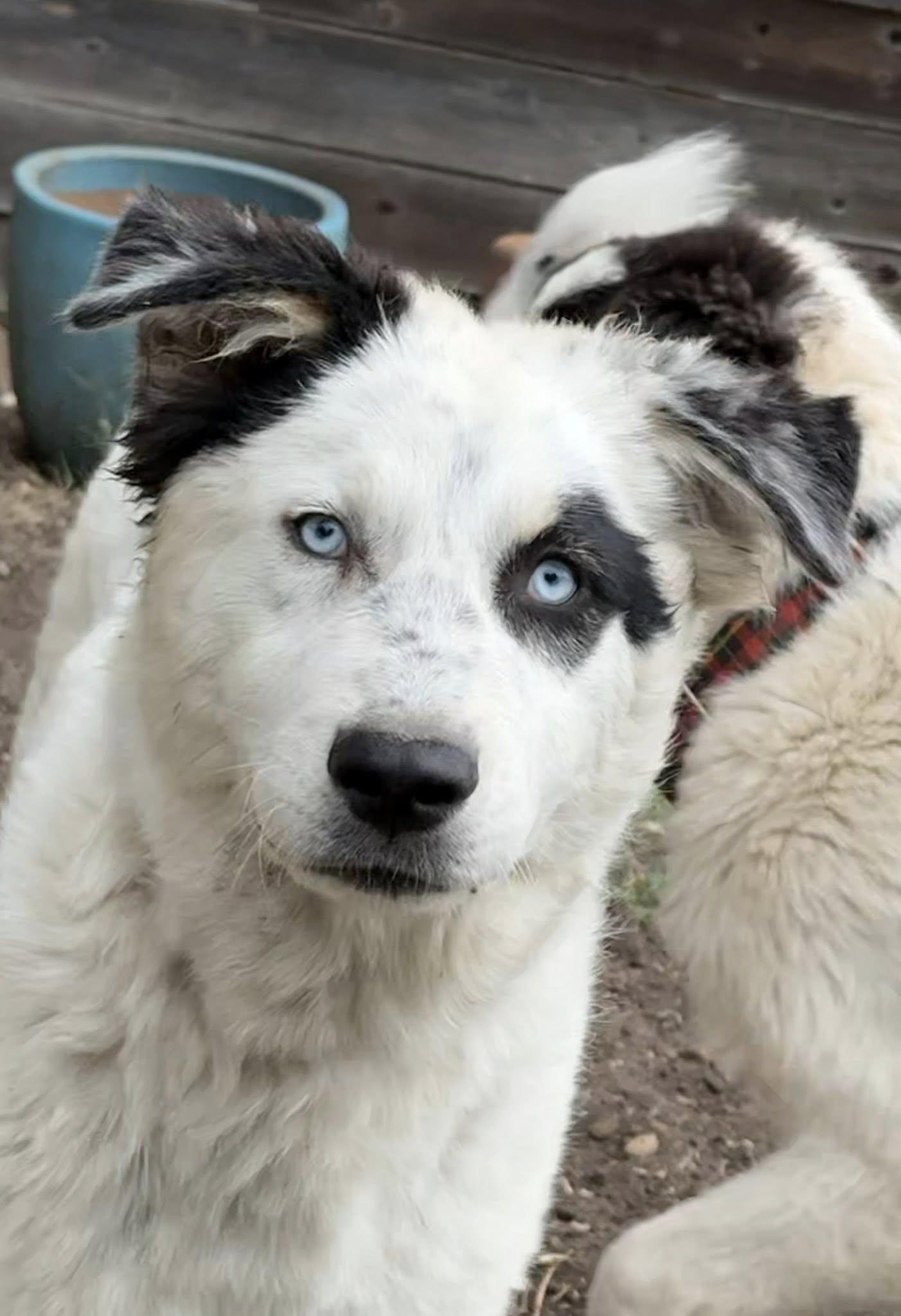 Enlarge Wendy, a Adoptable mixed breed in Pflugerville, TX image 2/4