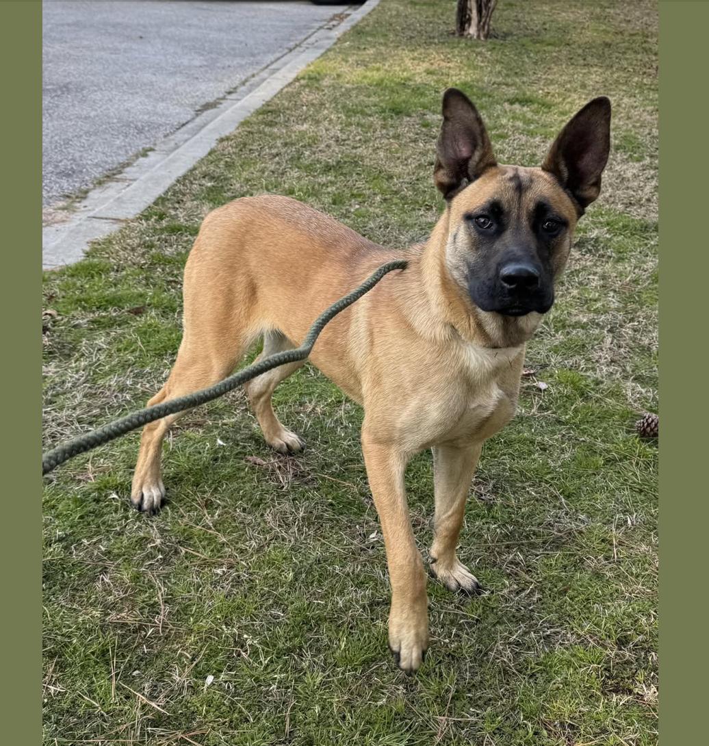 Enlarge Sandy, a ADOPTABLE Mixed Breed in Sumter, SC image 1/1