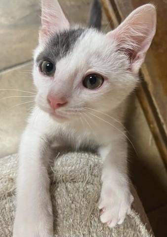 Antonio Banderas, Adopted, Kitten Male Domestic Short Hair.