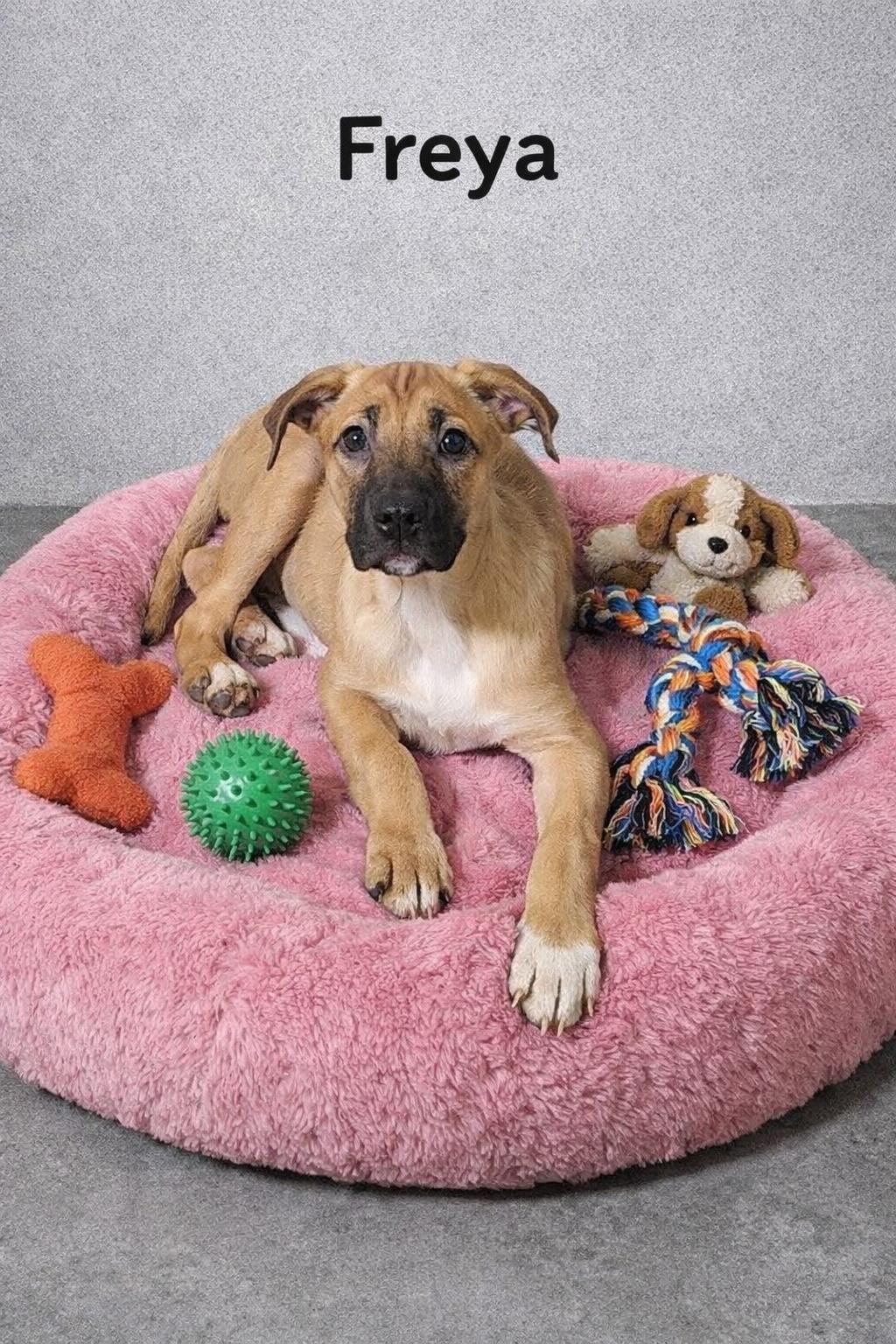 Enlarge Freya, a ADOPTABLE mixed breed in Momence, IL image 1/1