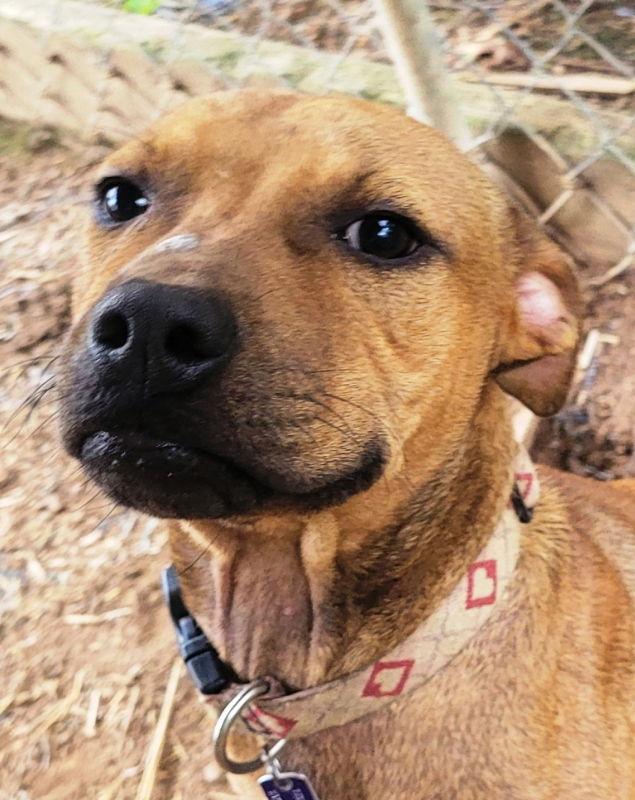 Shorty *Adopt or Foster*, Adoptable, Young Male Pit Bull Terrier.