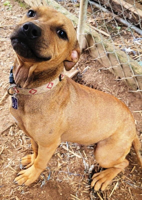 Shorty *Adopt or Foster*, a Adoptable Pit Bull Terrier in Fairfax, VA image 3/3