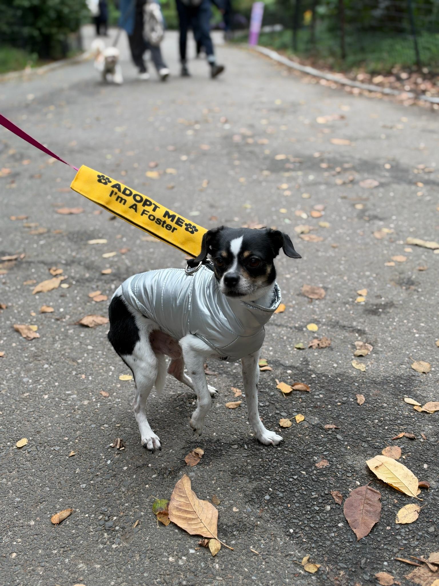 Enlarge Pepperdelle, a Adoptable mixed breed in Brooklyn, NY image 4/6