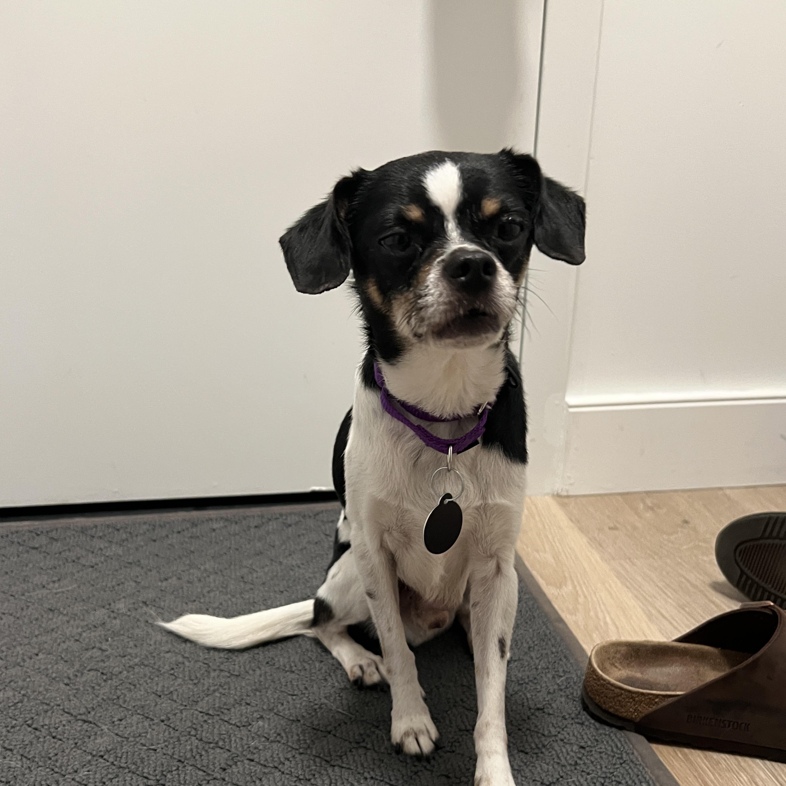 Enlarge Pepperdelle, a Adoptable mixed breed in Brooklyn, NY image 5/6