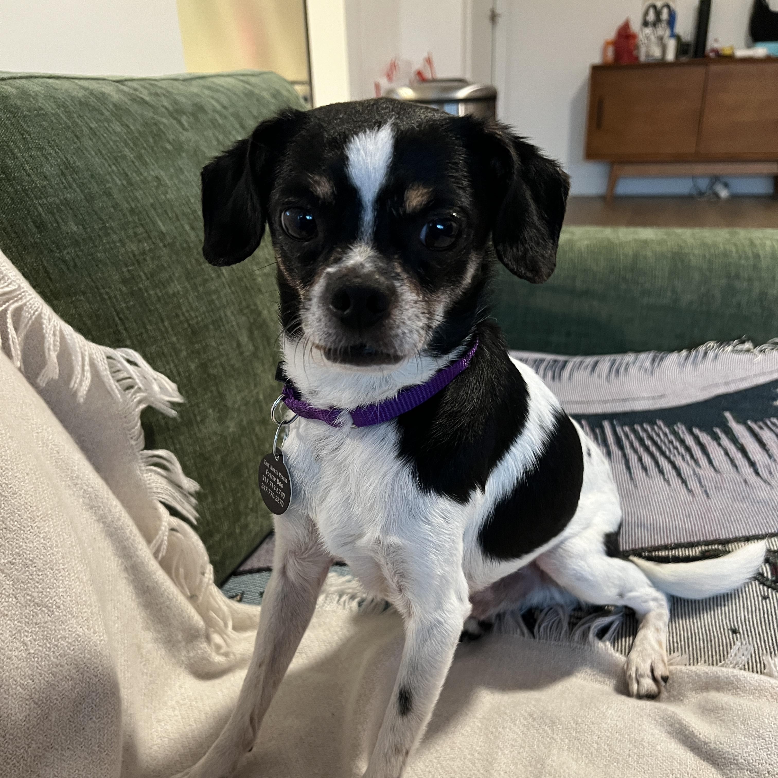 Enlarge Pepperdelle, a Adoptable mixed breed in Brooklyn, NY image 3/6