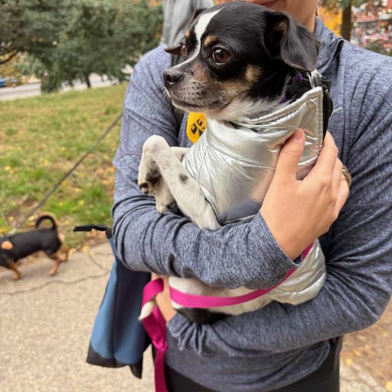 Enlarge Pepperdelle, a Adoptable mixed breed in Brooklyn, NY image 2/6