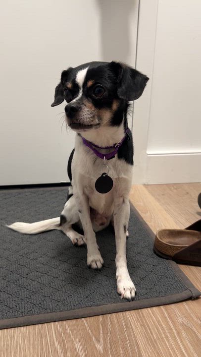 Enlarge Pepperdelle, a Adoptable mixed breed in Brooklyn, NY video 6/6