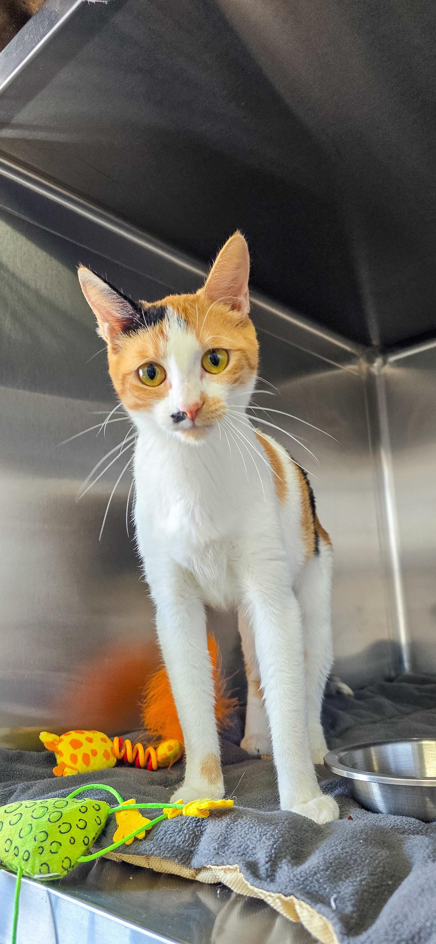 Butter, an adoptable Domestic Short Hair in Prineville, OR, 97754 | Photo Image 1