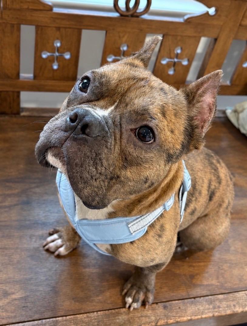 Ricky, Adopted, Young Male American Bully & French Bulldog.