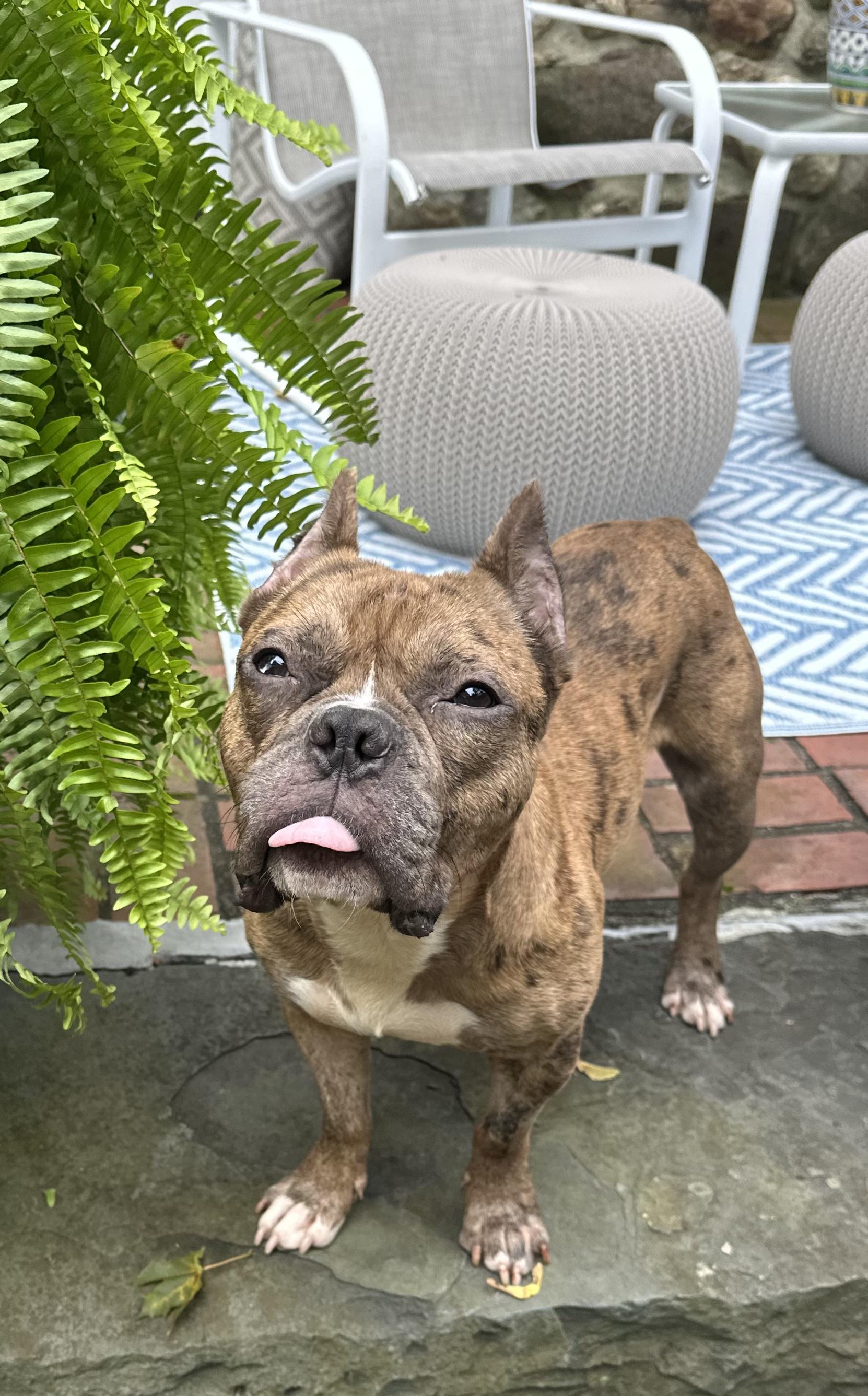 Enlarge Ricky, a Adopted mixed breed in Stamford, CT image 4/6