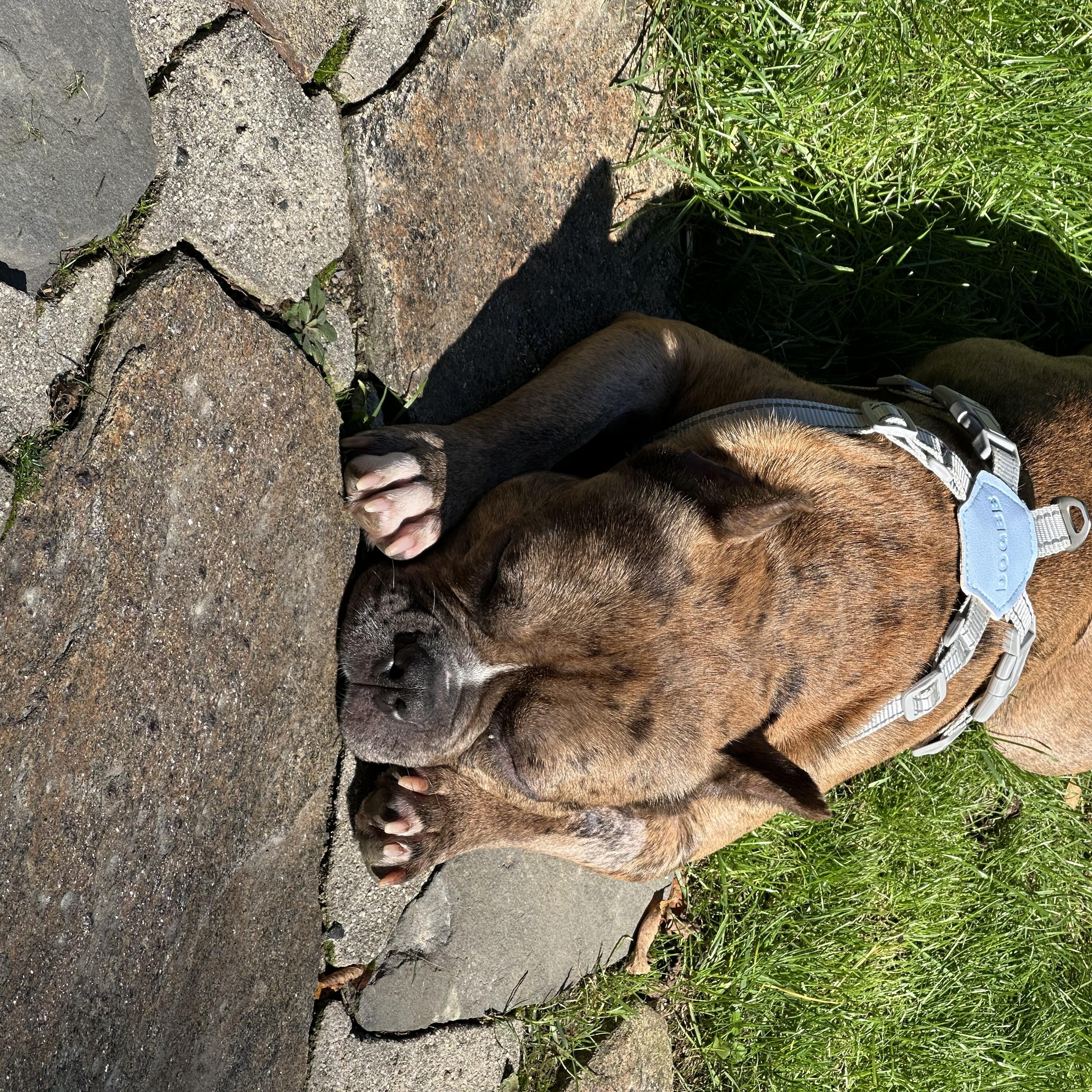 Enlarge Ricky, a Adopted mixed breed in Stamford, CT image 2/6