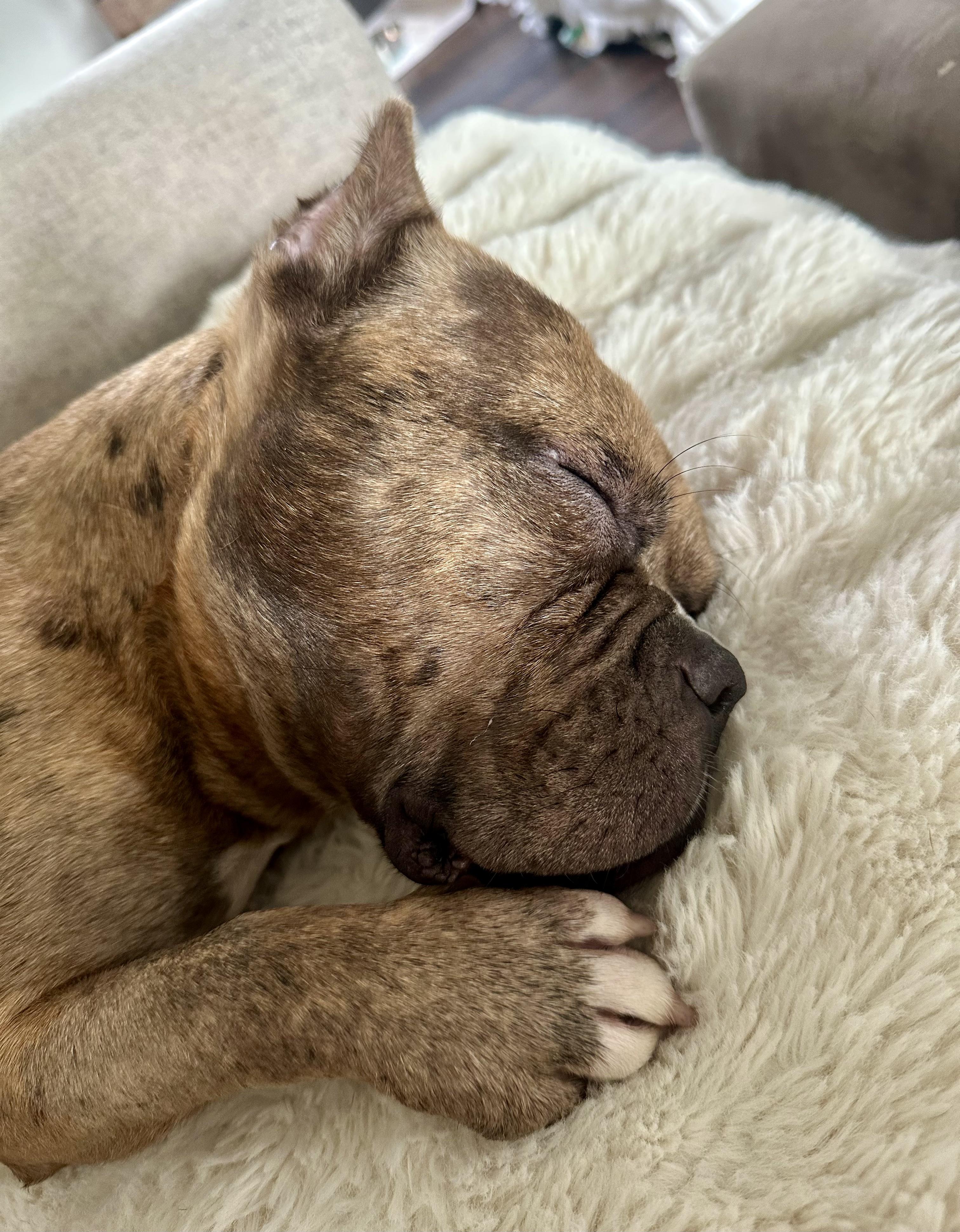 Enlarge Ricky, a Adopted mixed breed in Stamford, CT image 5/6
