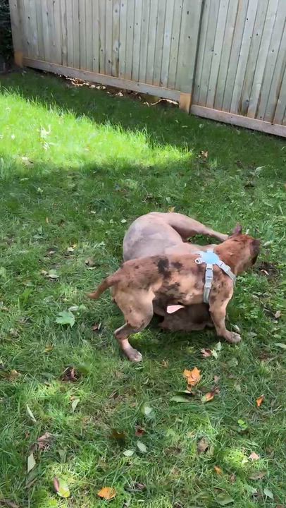 Enlarge Ricky, a Adopted mixed breed in Stamford, CT video 6/6
