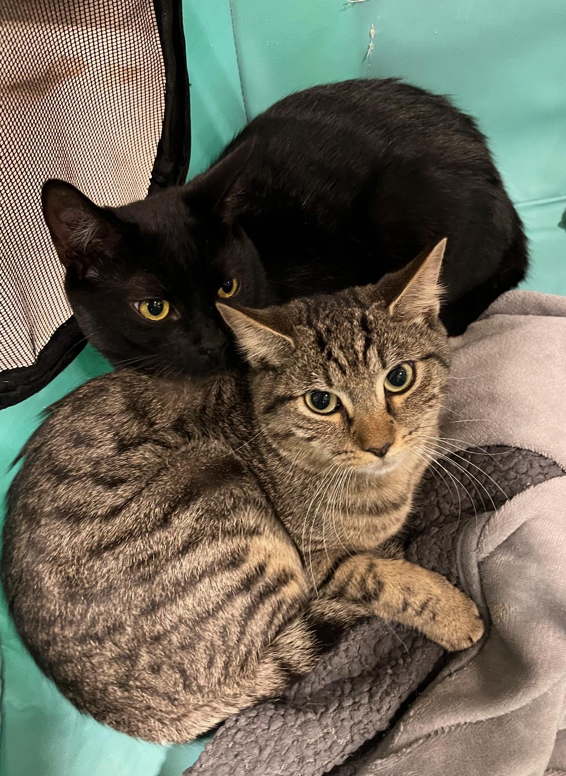 Enlarge Squirrel , a ADOPTABLE Domestic Short Hair in Richmond, VA image 3/3