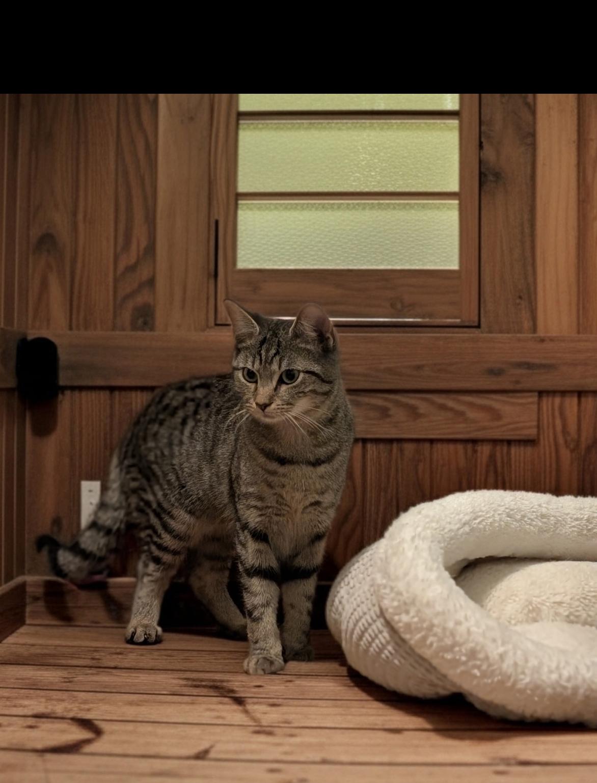 Enlarge Squirrel , a ADOPTABLE Domestic Short Hair in Richmond, VA image 2/3