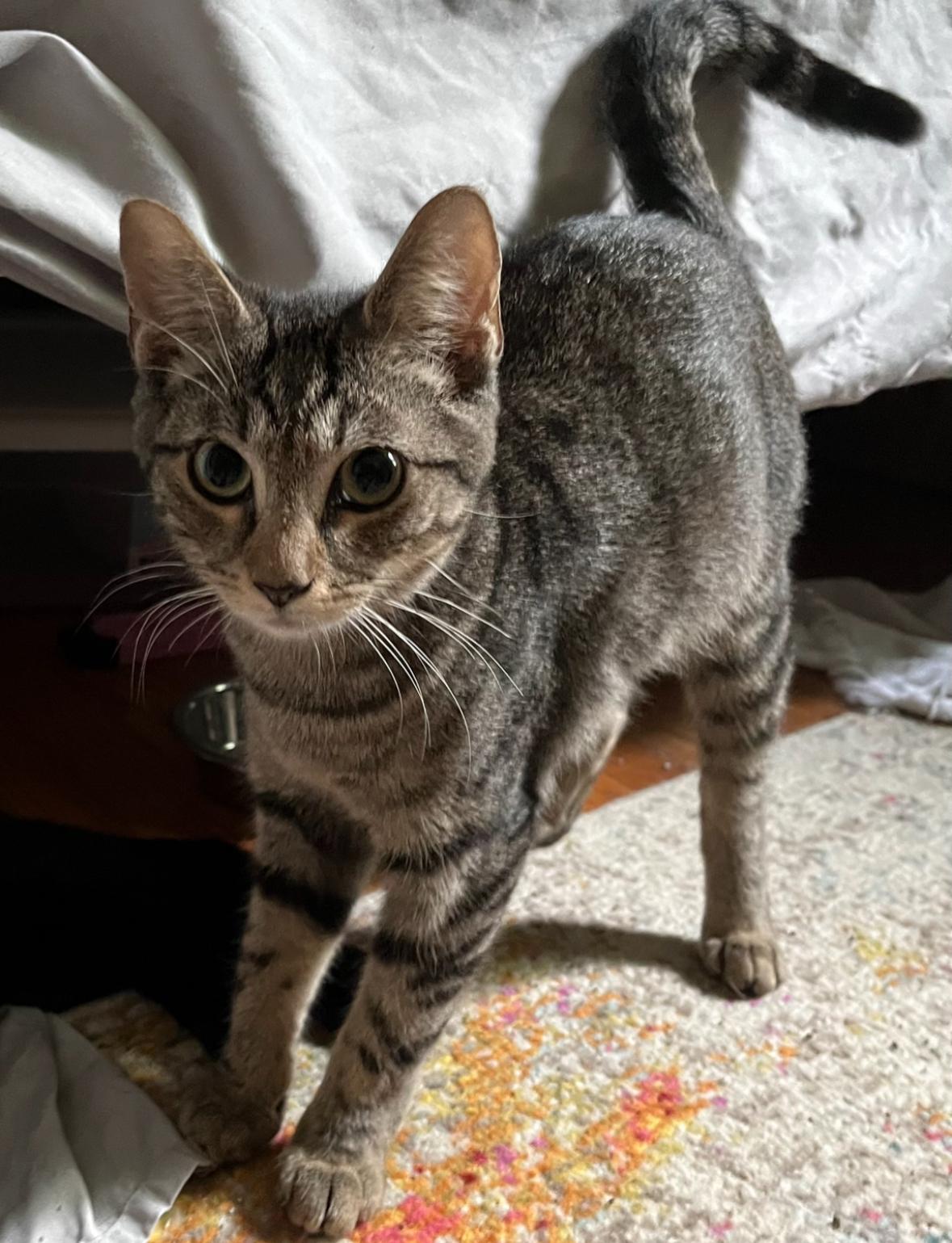 Squirrel , ADOPTABLE, Young Female Domestic Short Hair.