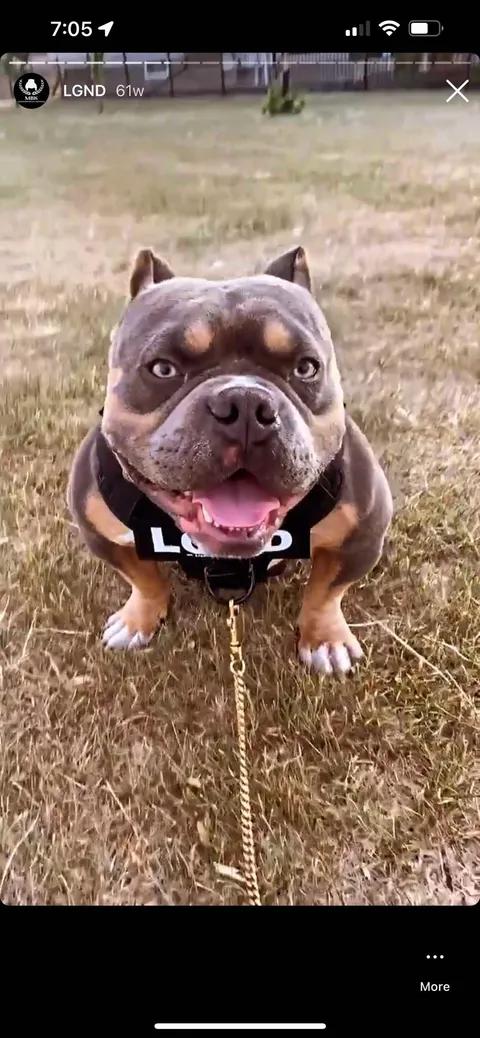 Legend, adopted, Adult Male Bulldog.