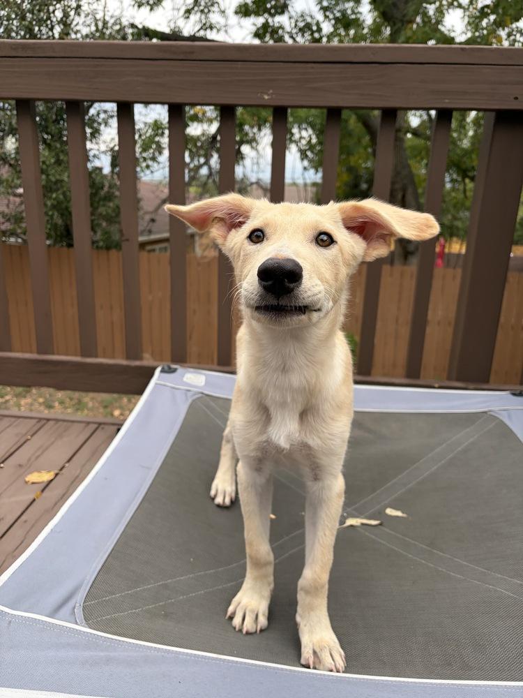 Enlarge Koda, a Adoptable mixed breed in Commerce City, CO image 6/6