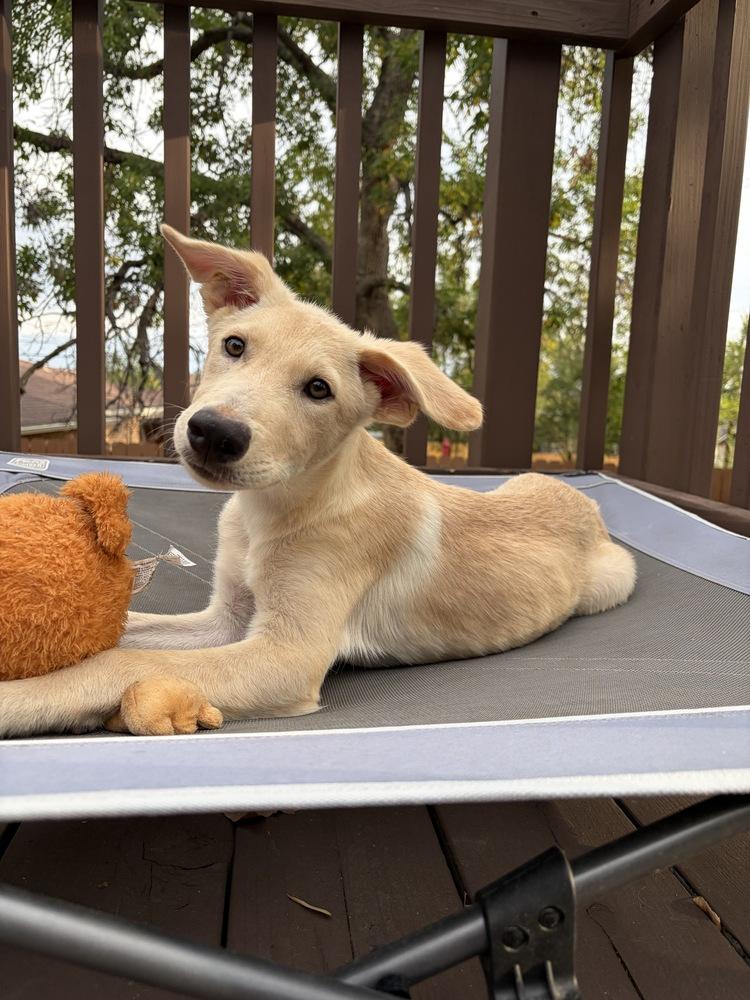 Enlarge Koda, a Adoptable mixed breed in Commerce City, CO image 2/6