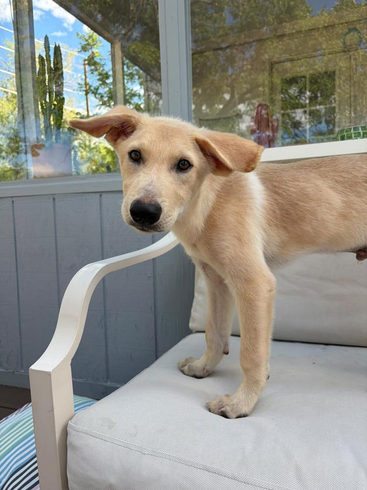 Enlarge Koda, a Adoptable mixed breed in Commerce City, CO image 1/6