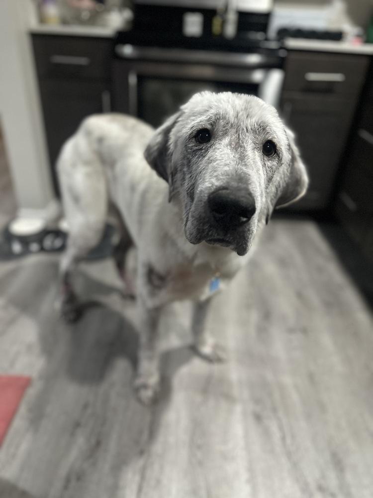 Enlarge Alfie, a Adoptable mixed breed in Tulsa, OK image 1/4