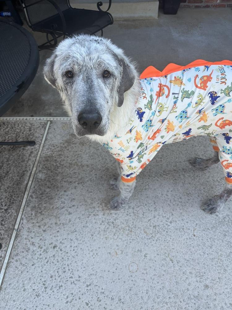 Enlarge Alfie, a Adoptable mixed breed in Tulsa, OK image 2/4