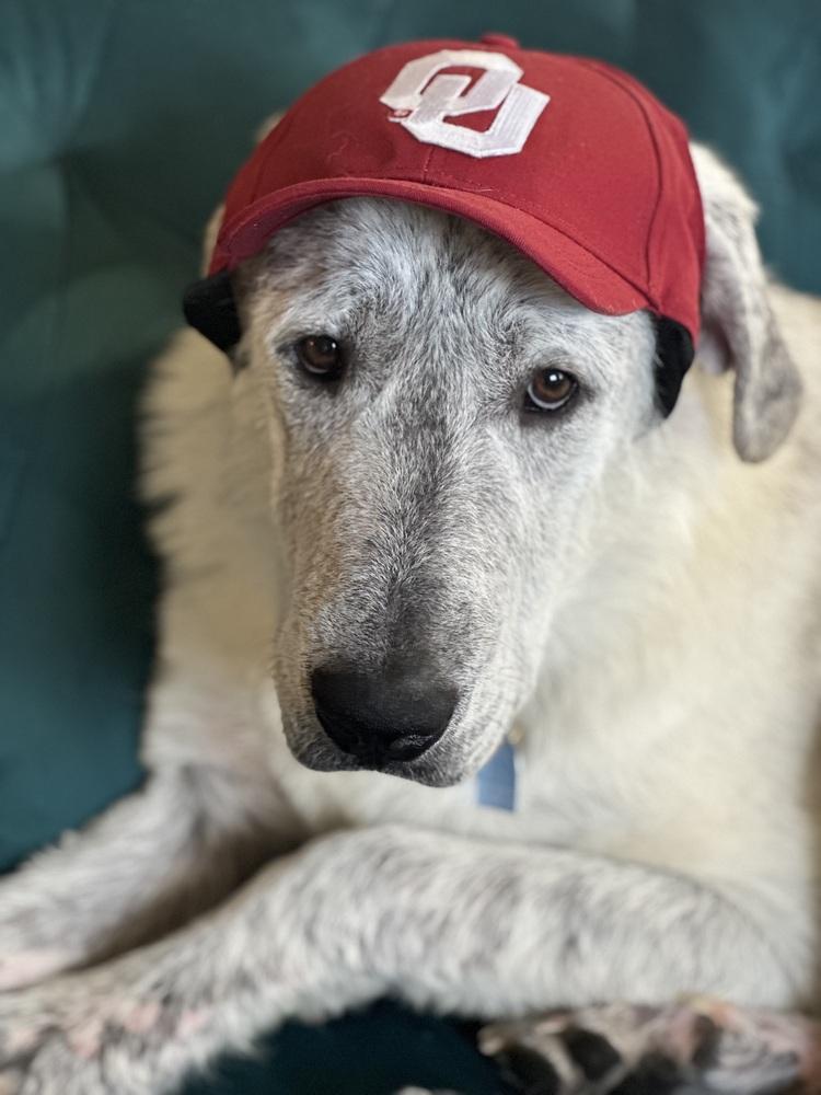 Enlarge Alfie, a Adoptable mixed breed in Tulsa, OK image 3/4