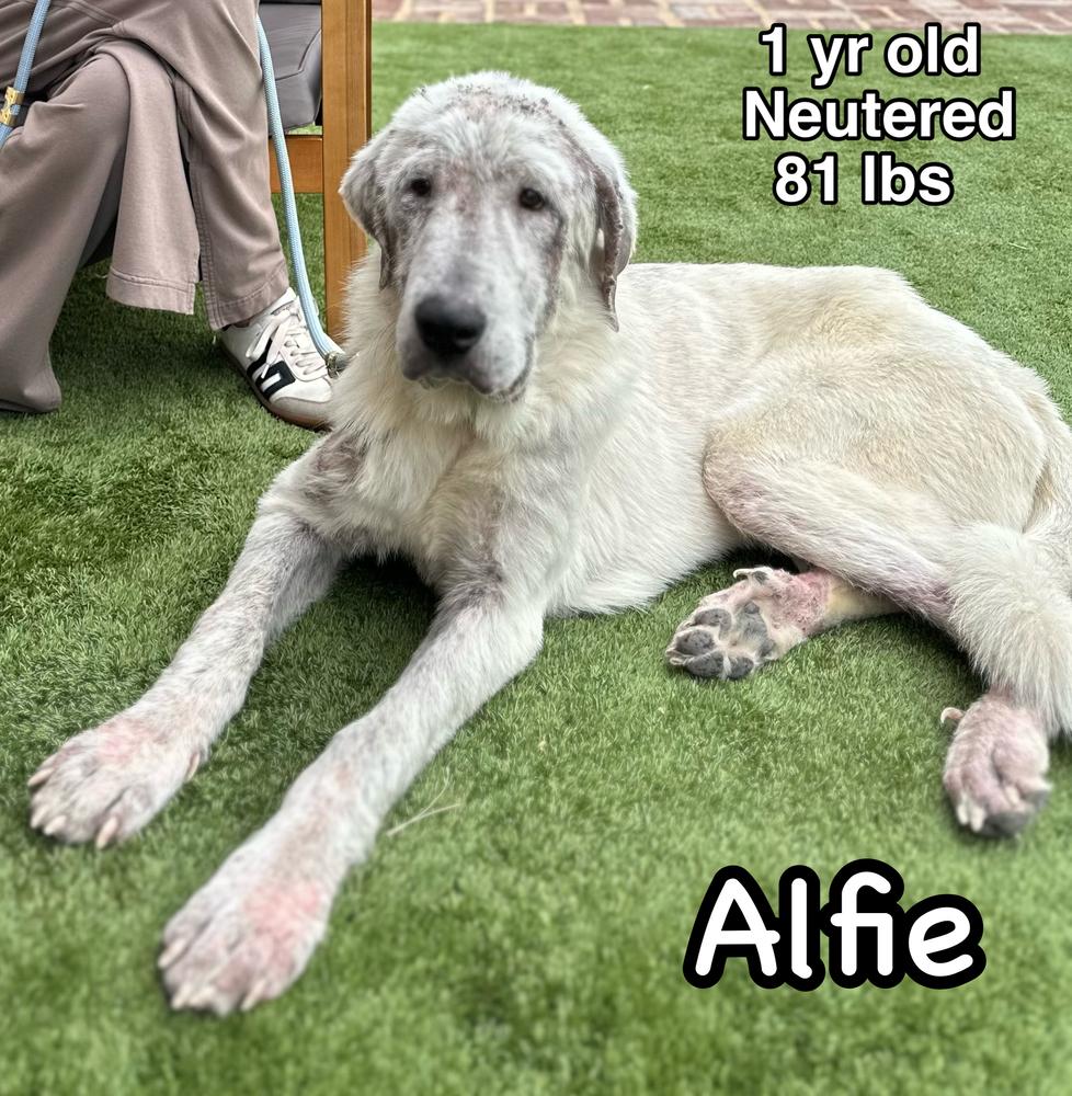 Enlarge Alfie, a Adoptable mixed breed in Tulsa, OK image 4/4