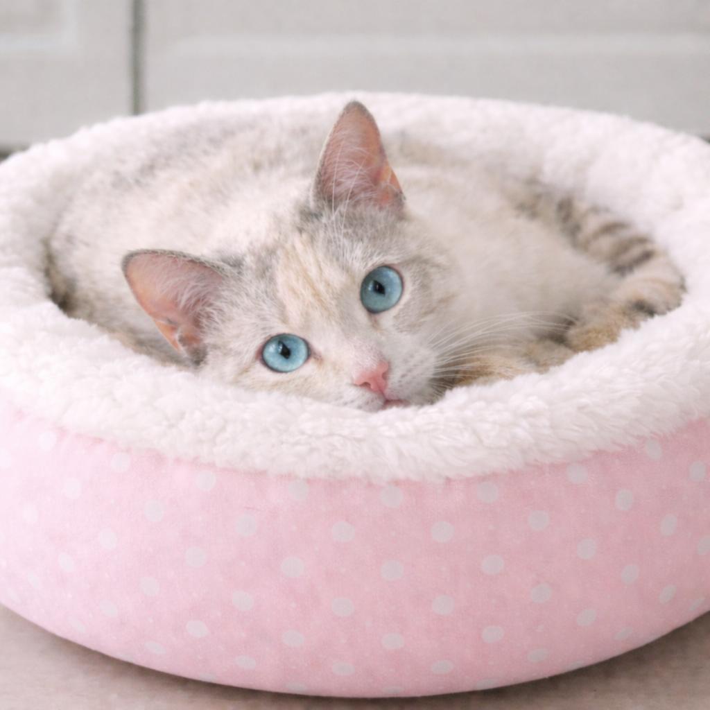 Enlarge Kira — Soft, Shy, and Searching for Her Forever Someone, a Adoptable mixed breed in Hillsboro, TX image 2/6