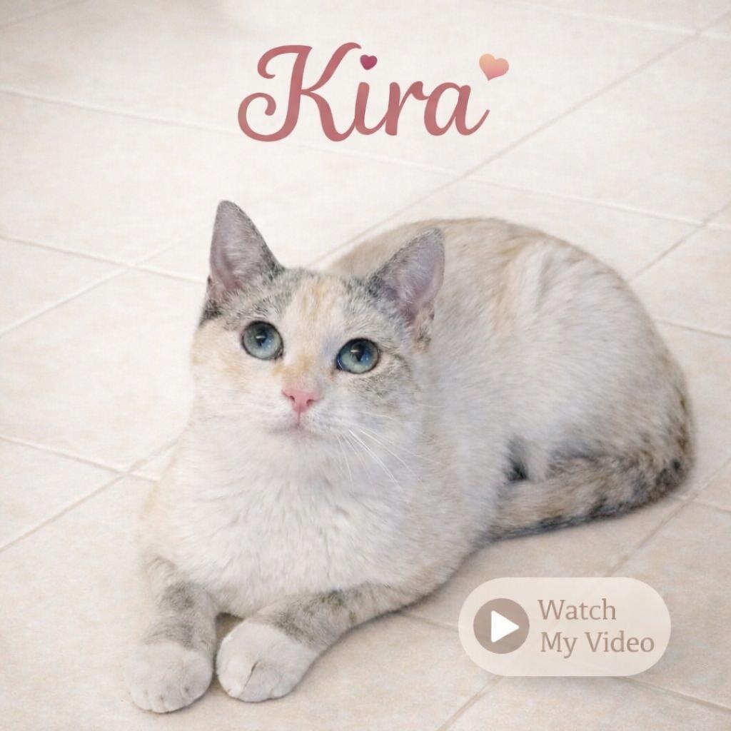 Enlarge Kira — Soft, Shy, and Searching for Her Forever Someone, a Adoptable mixed breed in Hillsboro, TX image 3/6
