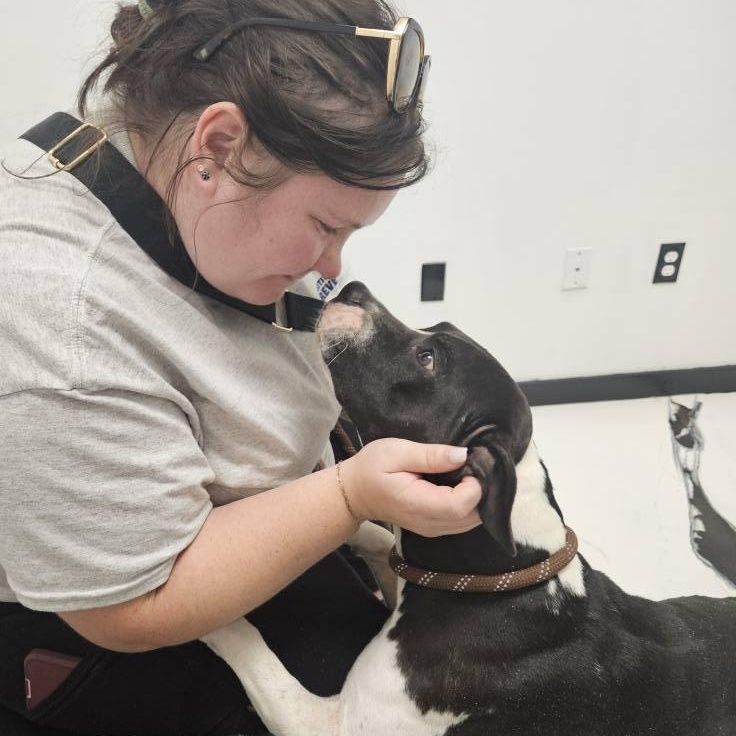 Enlarge Winston, a ADOPTABLE mixed breed in Woodstock, ON image 6/6