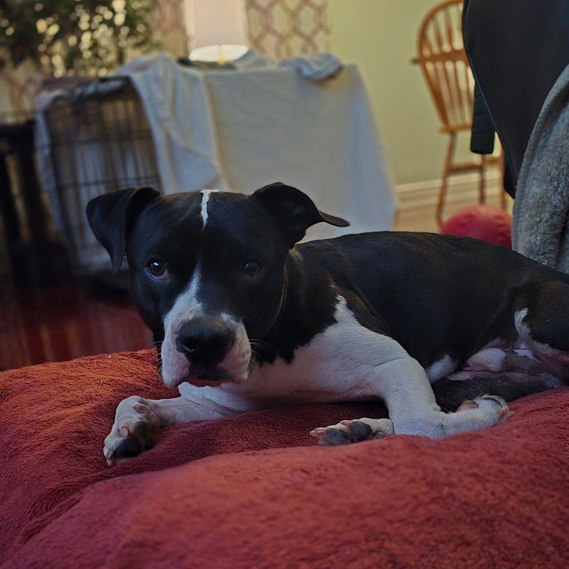 Enlarge Winston, a ADOPTABLE mixed breed in Woodstock, ON image 2/6