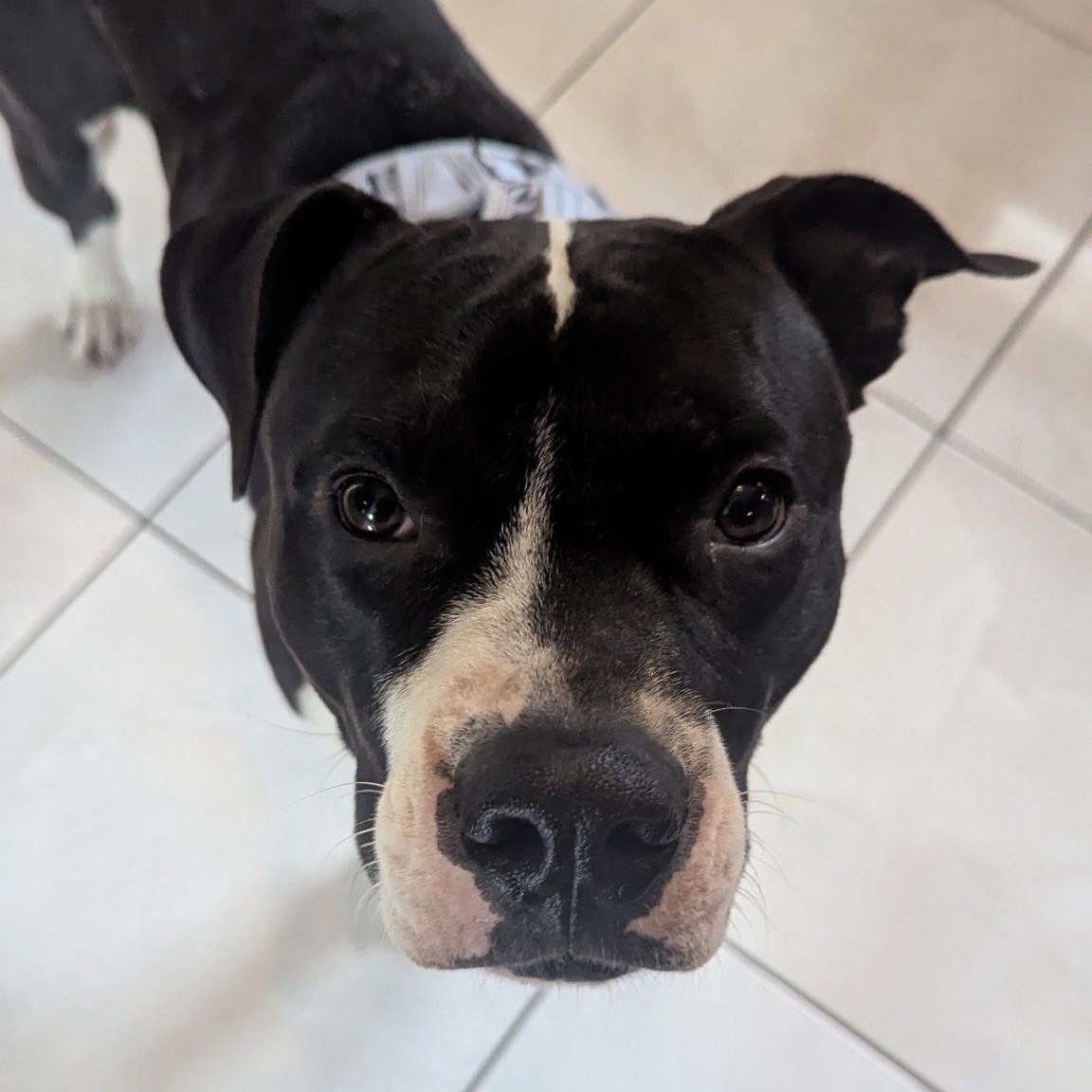 Enlarge Winston, a ADOPTABLE mixed breed in Woodstock, ON image 3/6