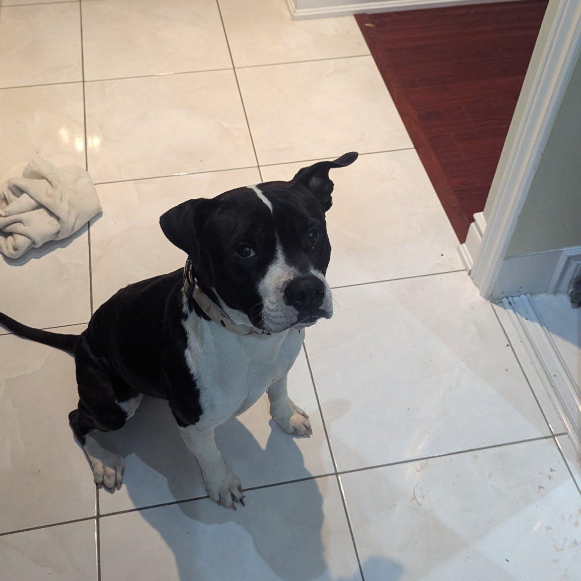 Enlarge Winston, a ADOPTABLE mixed breed in Woodstock, ON image 4/6