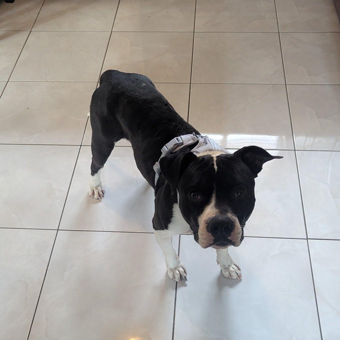 Winston, ADOPTABLE, Adult Male American Bulldog.