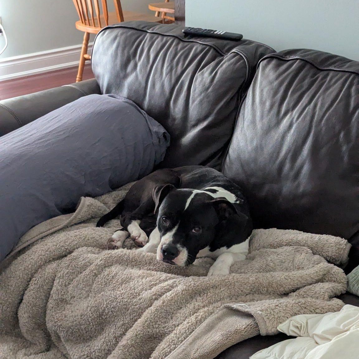 Enlarge Winston, a ADOPTABLE mixed breed in Woodstock, ON image 5/6