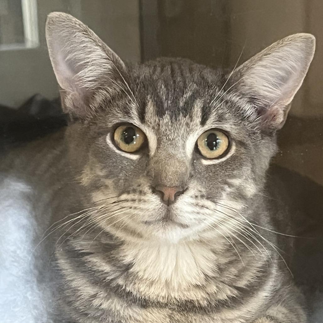 Enlarge Hash Brown, a Adoptable Domestic Short Hair in Gloucester, VA image 2/5