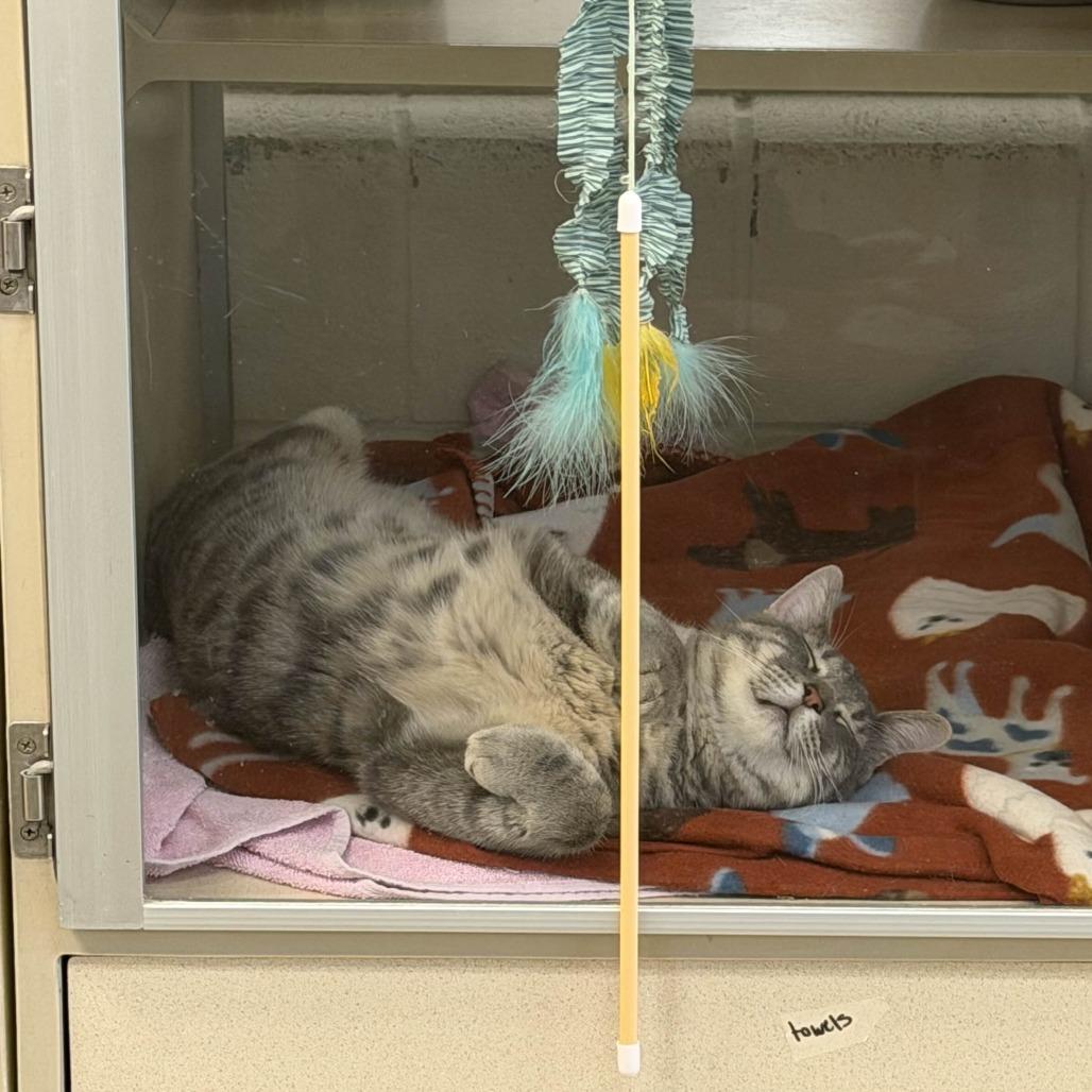 Enlarge Hash Brown, a Adoptable Domestic Short Hair in Gloucester, VA image 3/5