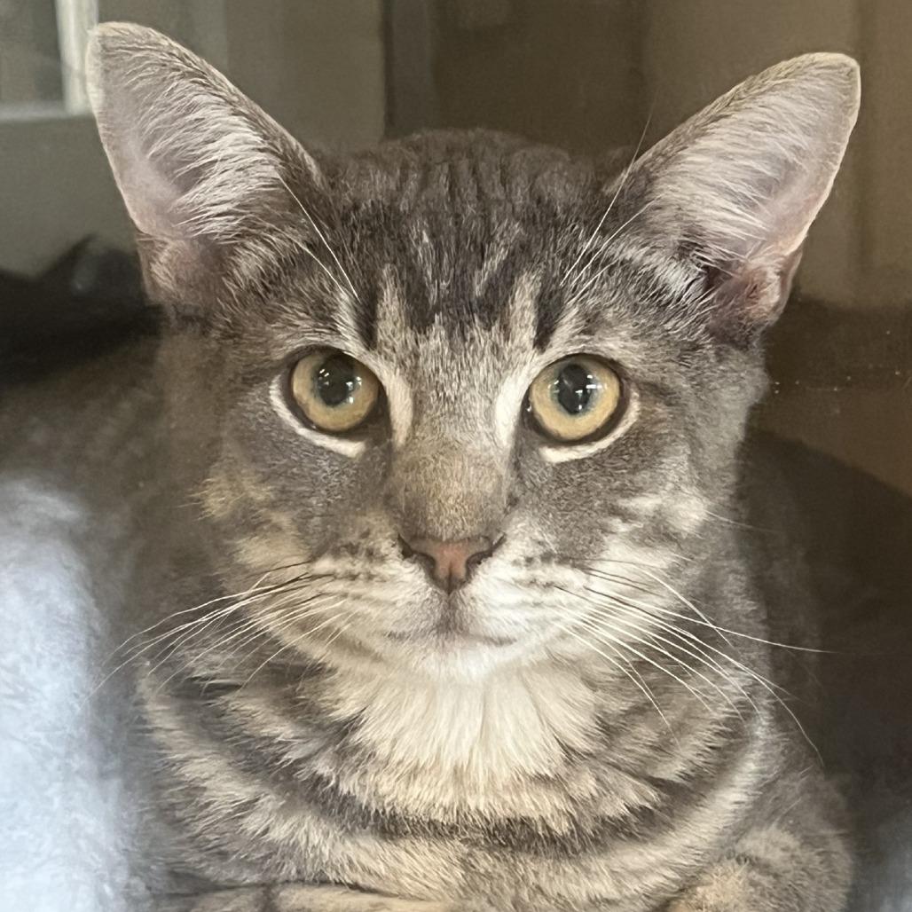 Enlarge Hash Brown, a Adoptable Domestic Short Hair in Gloucester, VA image 4/5