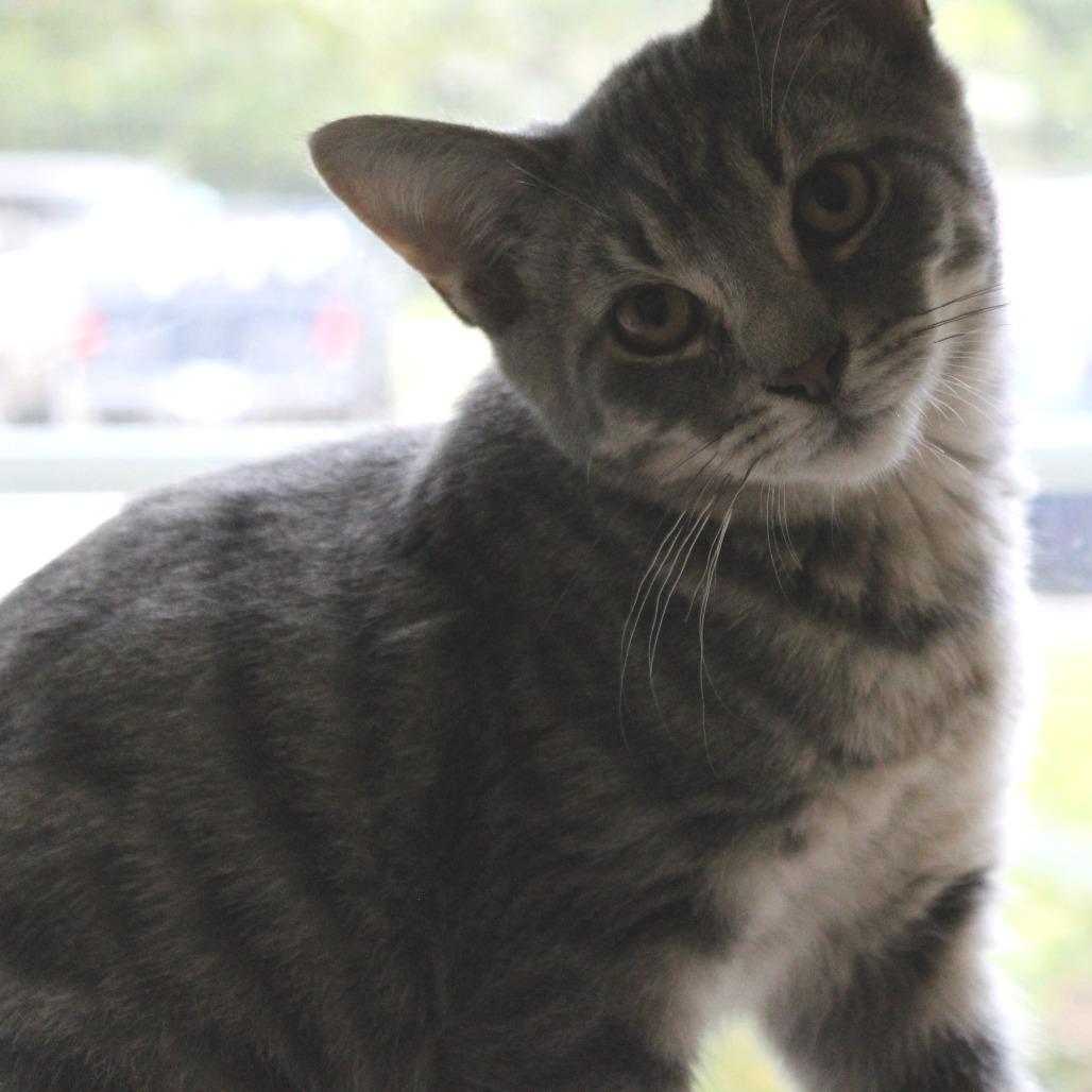 Enlarge Hash Brown, a Adoptable Domestic Short Hair in Gloucester, VA image 5/5