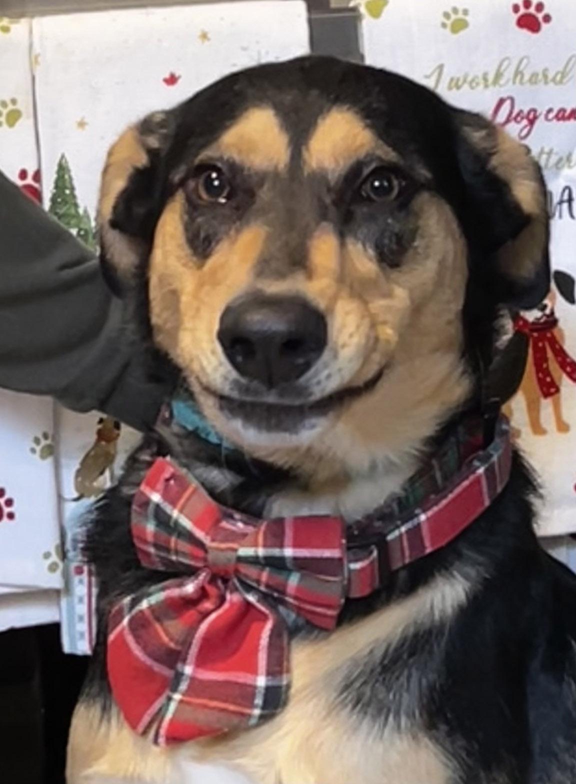 Enlarge Maggie, a hold mixed breed in Madison, WI image 4/4