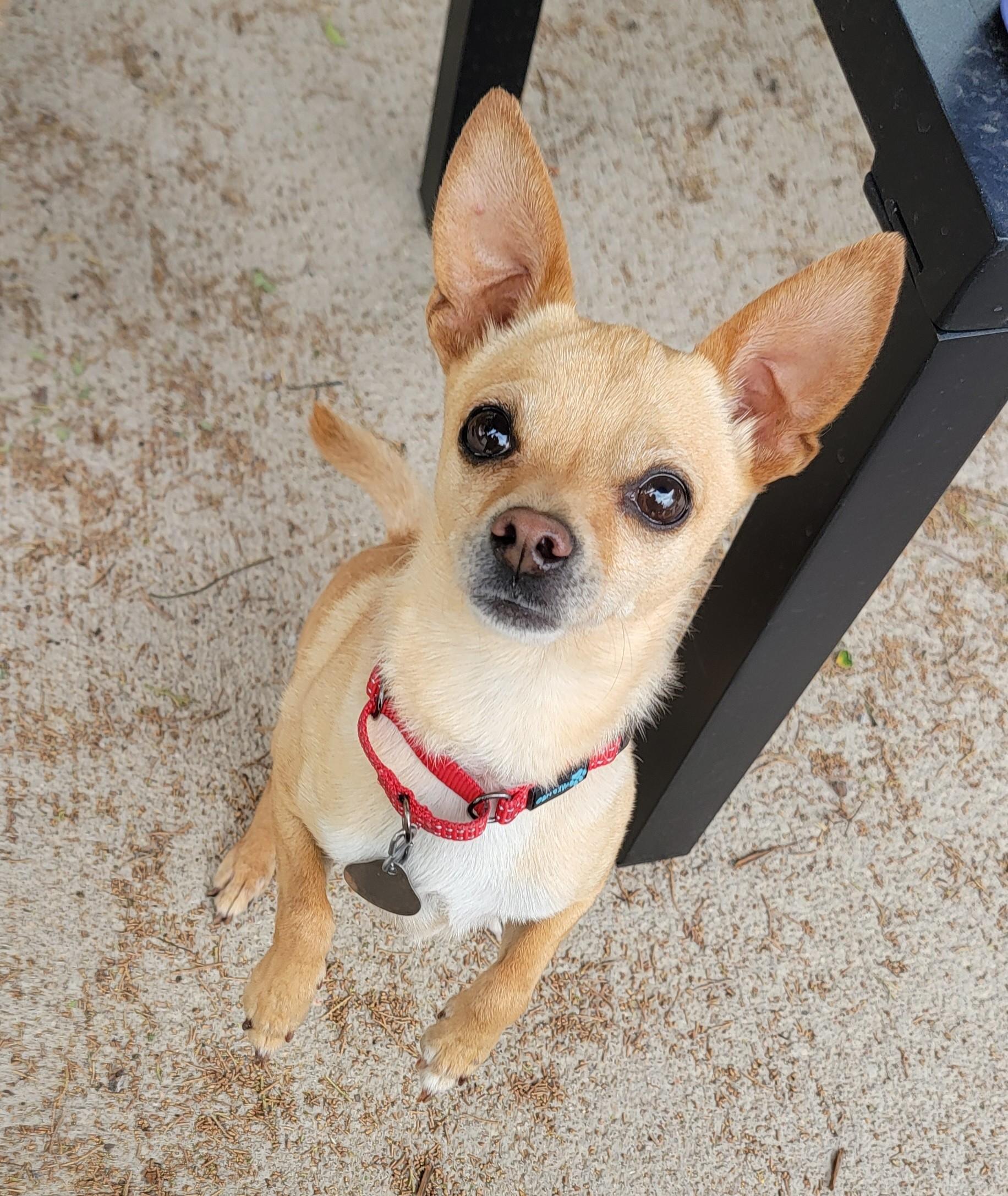 Enlarge Elmer, a ADOPTABLE Chihuahua in Pueblo, CO image 1/1