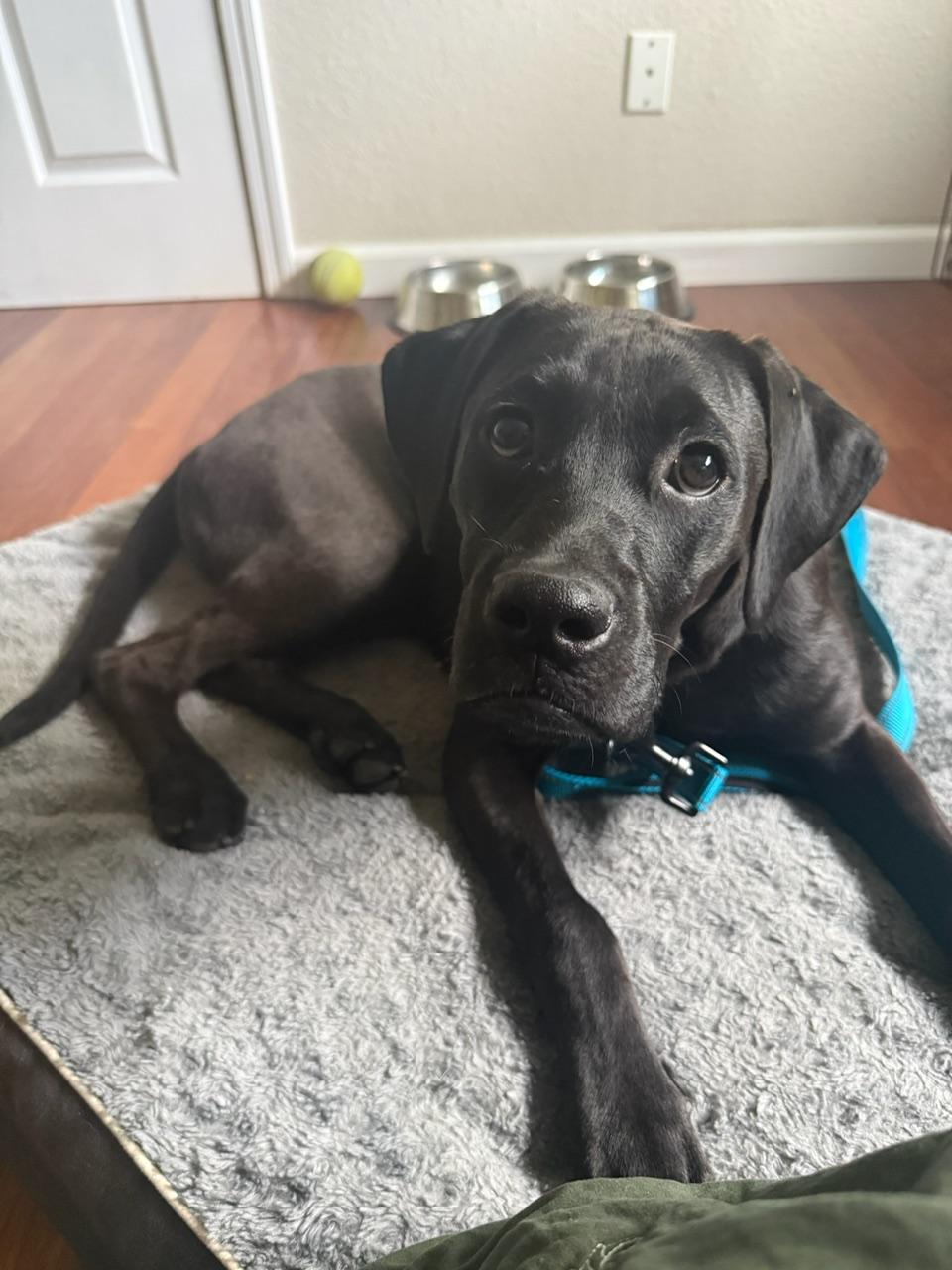 Donnie, a ADOPTABLE mixed breed in Sacramento, CA image 5/6