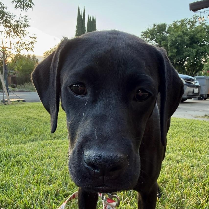 Donnie, ADOPTABLE, Puppy Male Labrador Retriever.