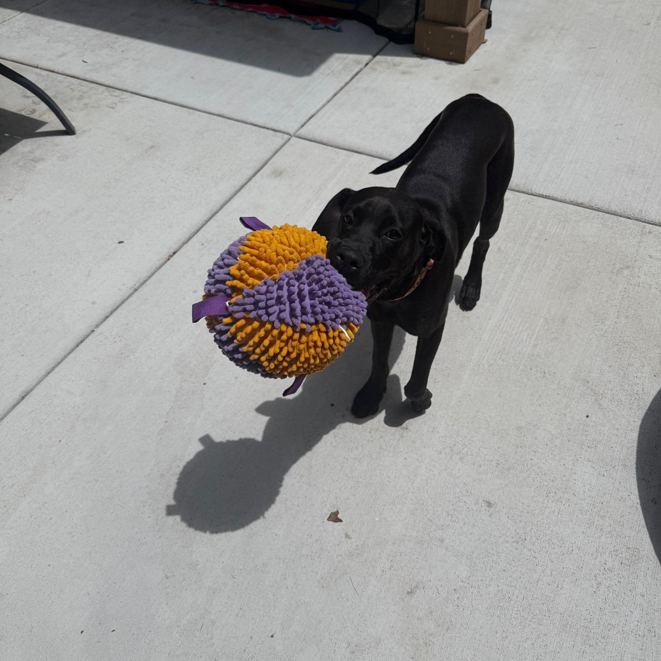 Donnie, a ADOPTABLE mixed breed in Sacramento, CA image 6/6