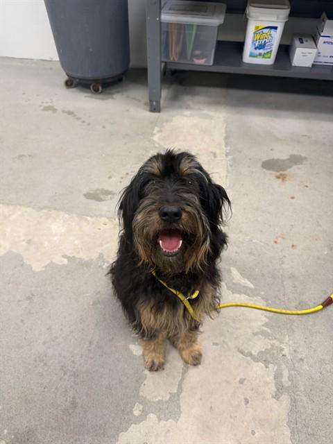 Margo, adopted, Adult Female Poodle & Bernese Mountain Dog.