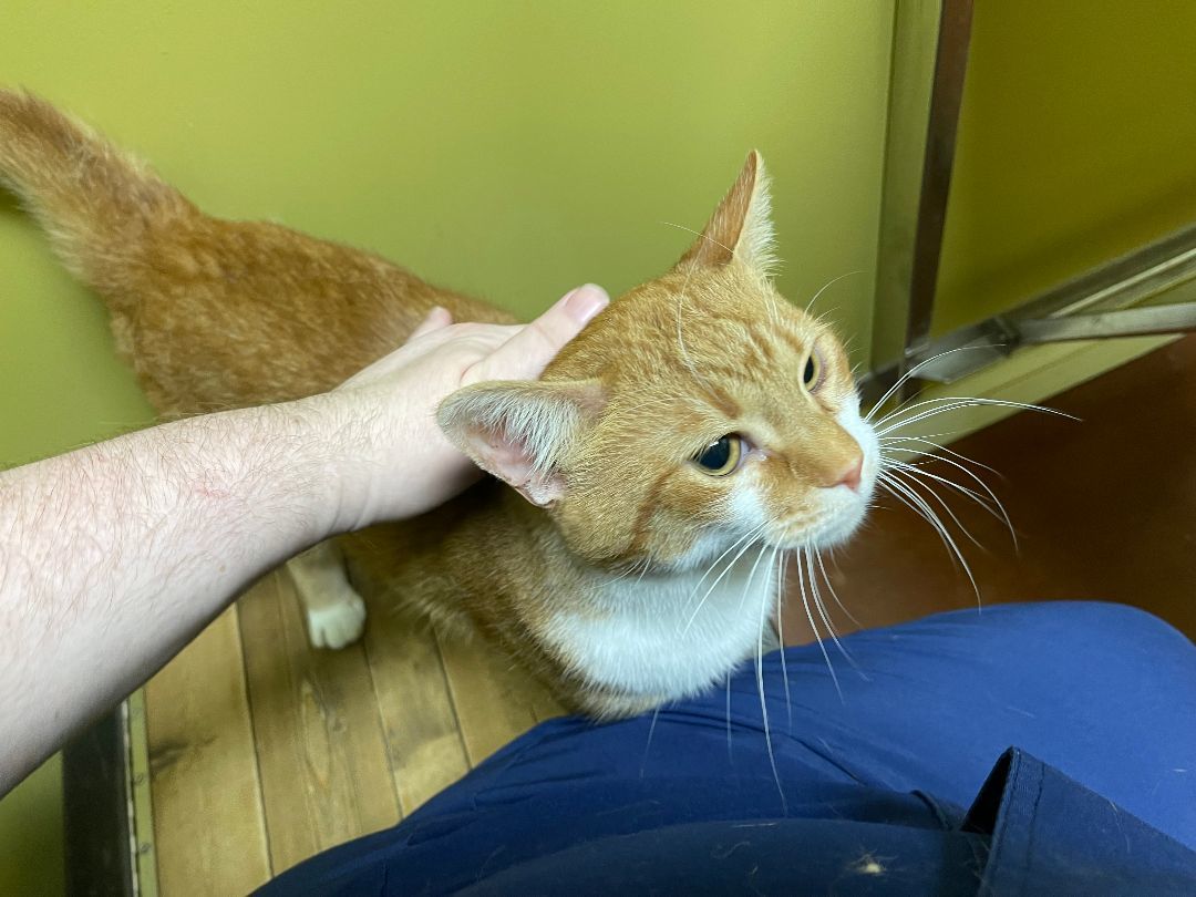 Julius, Adopted, Adult Male Tabby.