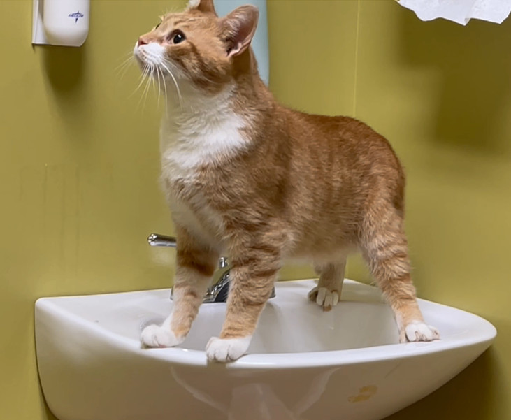 Julius, a Adopted Tabby in Columbia, KY image 2/6