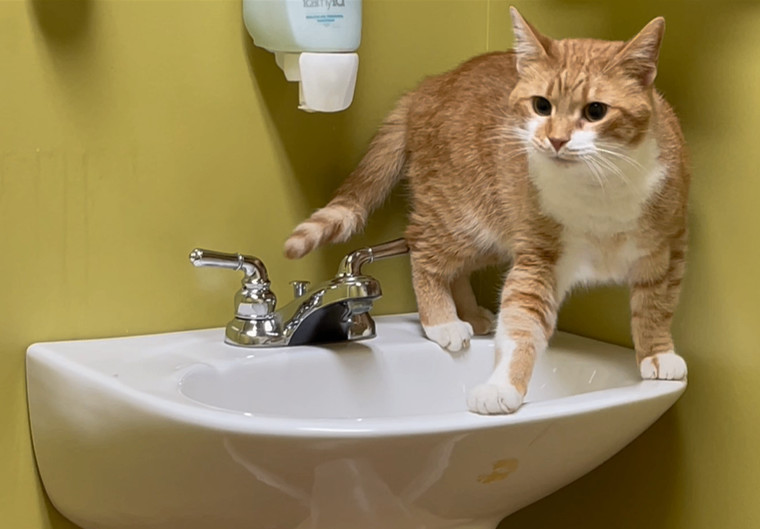 Julius, a Adopted Tabby in Columbia, KY image 3/6